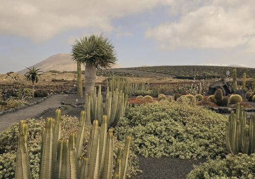 Cactus et volcans à Lanzarote lors d'un voyage sur mesure Vivons Voyage